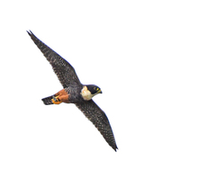 Bat Falcon photo 4