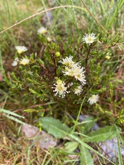 Kunzea muelleri