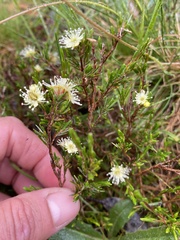 Kunzea muelleri