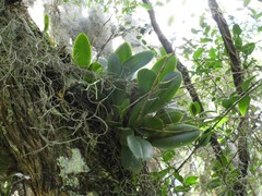 Trichocentrum pumilum