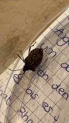 Halyomorpha halys