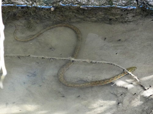 Photo of a Viperine Snake (Natrix maura)