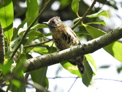 Picumnus nebulosus