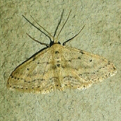 Idaea mancipiata