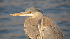 Ardea herodias
