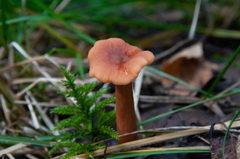 Lactarius lacunarum