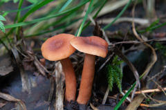 Lactarius lacunarum