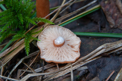 Lactarius lacunarum