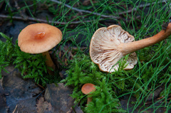 Lactarius lacunarum