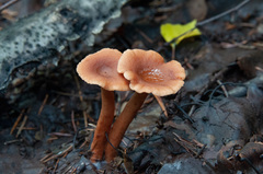 Lactarius lacunarum