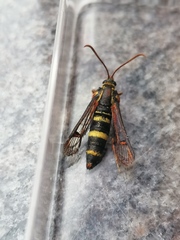 Lepidopoda erythromma