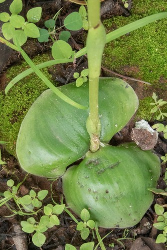 Satyrium kitimboense
