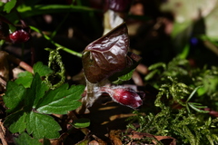 Asarum caucasicum