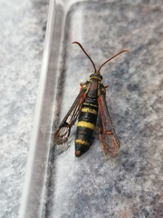 Lepidopoda erythromma