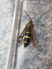 Lepidopoda erythromma