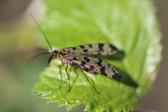 Panorpa meridionalis