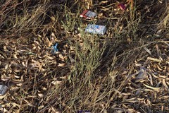 Polygonum equisetiforme