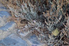 Limoniastrum monopetalum