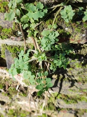 Chelidonium majus