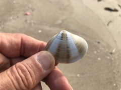 Macridiscus aequilatera