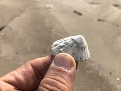 Niveotectura pallida