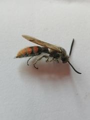 Campsomeriella