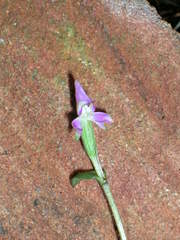 Disperis macowanii