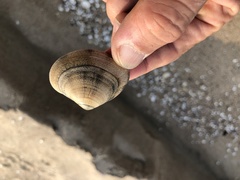 Macridiscus aequilatera