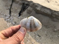 Macridiscus aequilatera