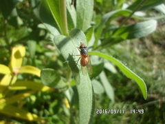 Rhingia rostrata