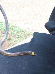 Calamaria lumbricoidea