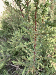 Suaeda spicata