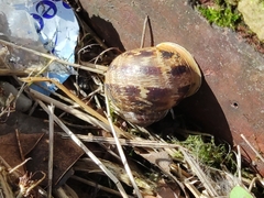 Cornu aspersum