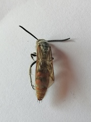 Campsomeriella