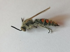 Campsomeriella