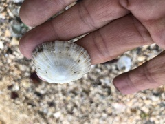 Niveotectura pallida