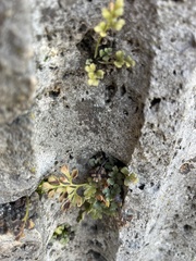 Asplenium ruta-muraria