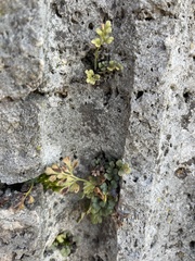 Asplenium ruta-muraria