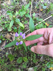 Prunella vulgaris lanceolata