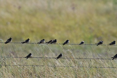 Tree Martin photo 5