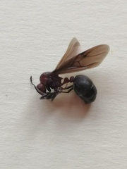 Myrmicaria