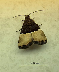 Ozarba hemileuca