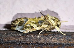 Spodoptera littoralis