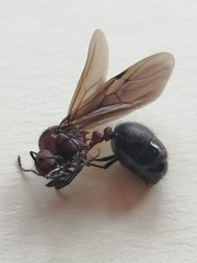 Myrmicaria