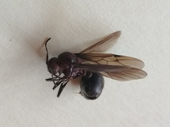 Myrmicaria
