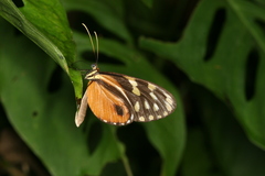 Hypothyris lycaste callispila