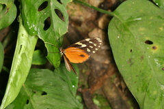 Hypothyris lycaste callispila