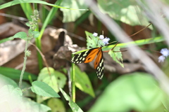 Hypothyris lycaste callispila