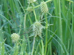 Eryngium coronatum