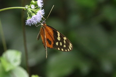 Hypothyris lycaste callispila